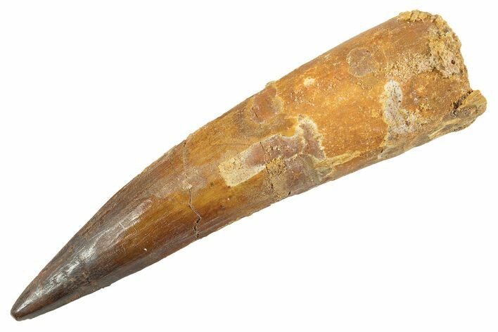 Fossil Spinosaurus Tooth - Real Dinosaur Tooth #343611